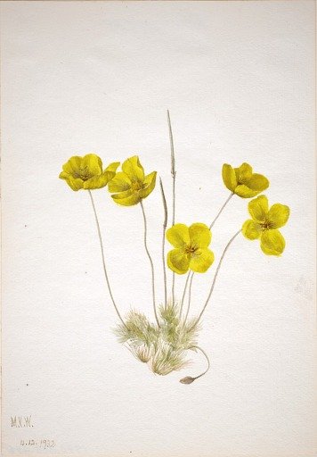 Desert Poppy (Eschscholtzia glyptosperma)