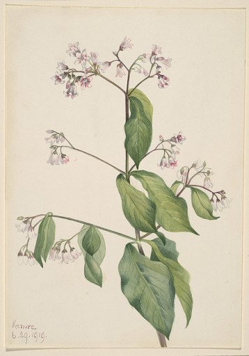 Dogbane (Apocyum androsaemfolium)