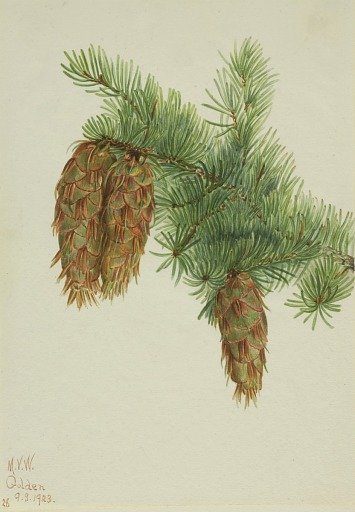 Douglas Fir (Pseudotsuga mucronata)