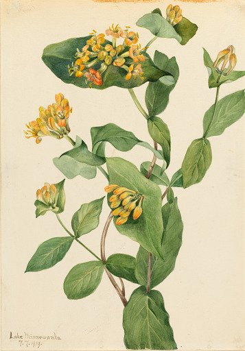 Douglas Honeysuckle (Lonicera glaucescens)
