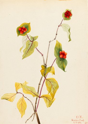 Douglas Honeysuckle (Lonicera glaucescens)