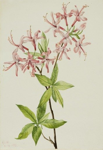 Downy Pinxter Bloom (Azalea rosea)