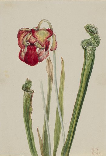 Drummond Pitcherplant (Sarracenia drummondii)