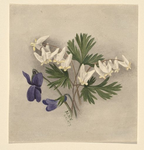 Dutchman's Breeches (Bikukulla cucullaria)
