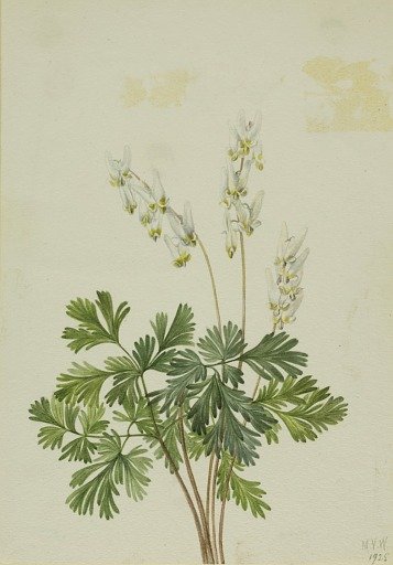 Dutchman's Breetches (Bikukulla cucullaria)