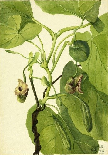 Dutchman's Pipe