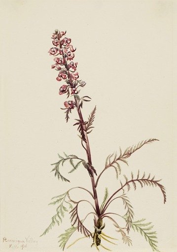 Elephanthead (Pedicularis groenlandica)