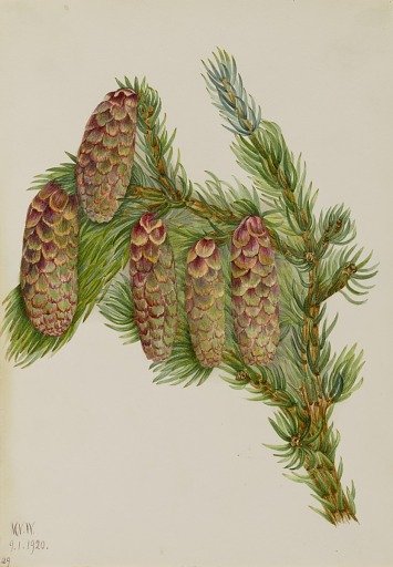 Engelmann Spruce (Picea engelmanni)