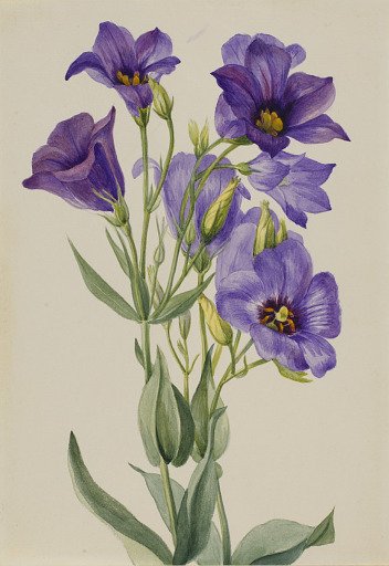 Eustoma russelianum