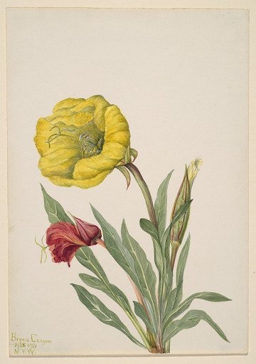 Evening Primrose (Oenothera howardi)