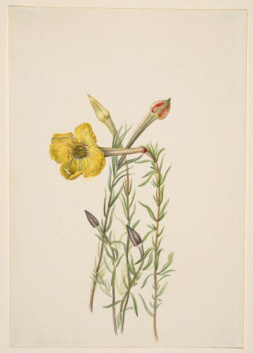 Evening Primrose (Oenothera lavandalaefolia)