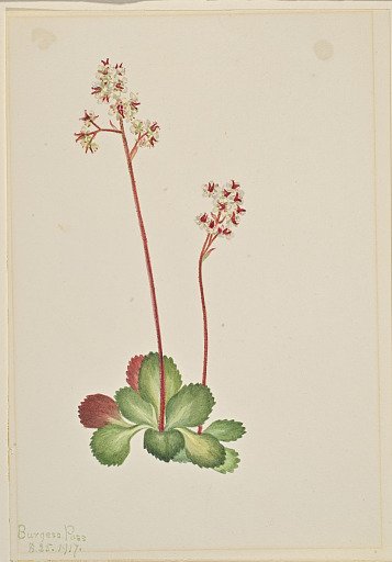 Evergreen Saxifrage (Leptarrhena pyrolifolia)