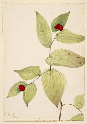 Fairy-Bells (Disporum trachycarpum)