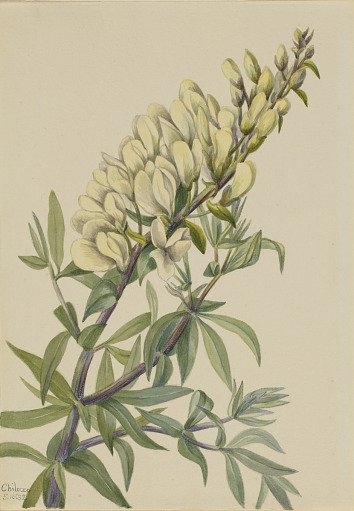 False Indigo (Baptista bructeata)