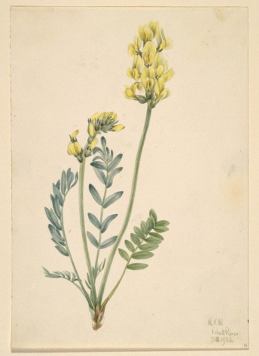 False Locoweed (Oxytropia gracilis)