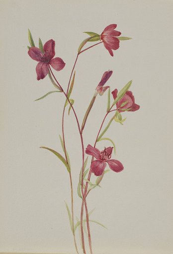 Farewell to Spring (Godetia amoena lilja)