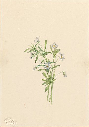 Field Violet (Viola rafinesquii)