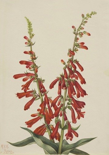 Fire Pentstemon (Pentstemon eatonii)