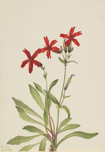 Fire Pink (Silene virginica)