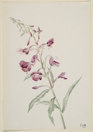 Fireweed (Epilobium angustifolium)