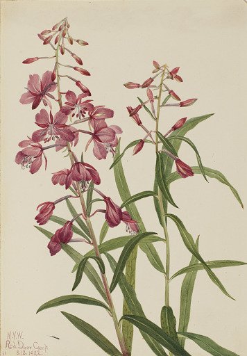 Fireweed (Epilobium angustifolium)