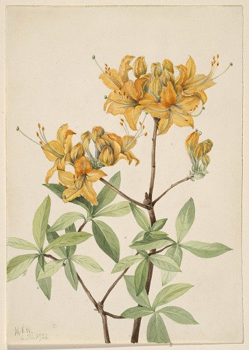 Flame Azalea (Azalea lutea)