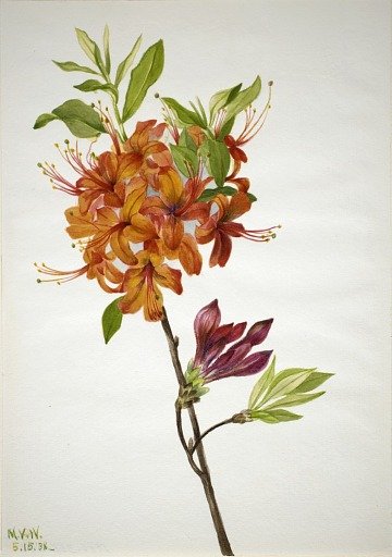 Flame Azalea (Rhododendron speciosum)
