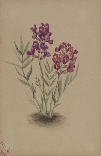 Flowers from the Mesa