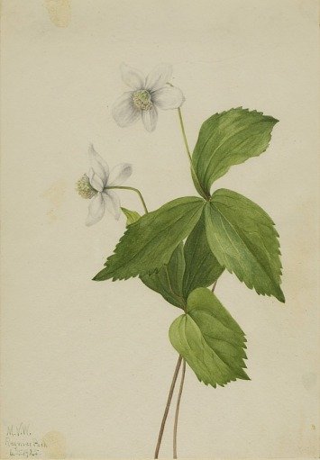 Forest Anemone (Anemone deltoidea)