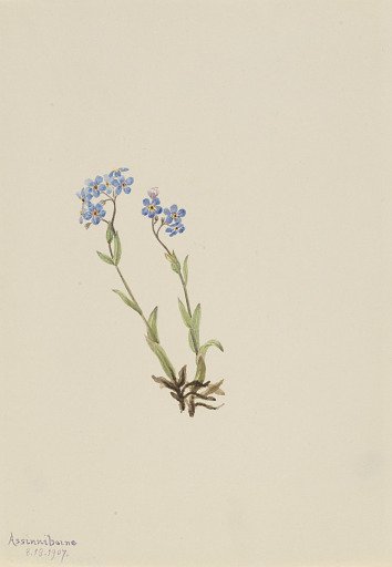 Forget-Me-Not (Myosotis alpestris)