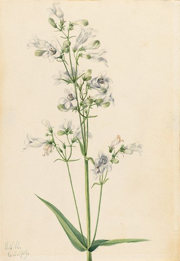 Foxglove Pentstemon (Pentstemon digitalis)