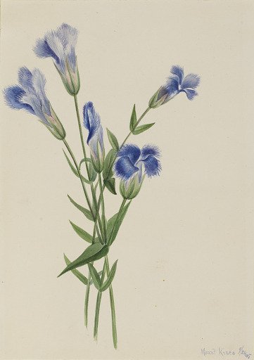 Fringed Gentian (Gentiana crinita)