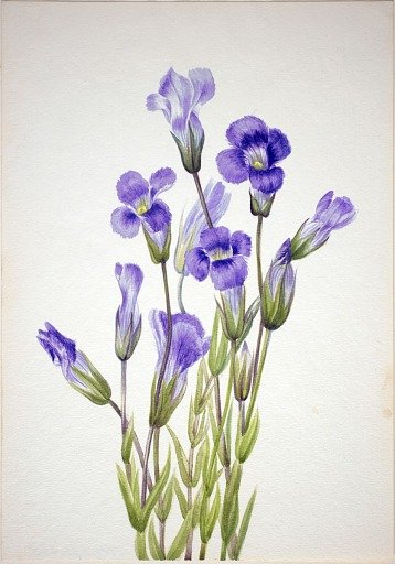 Fringed Gentian (Gentiana elegana)