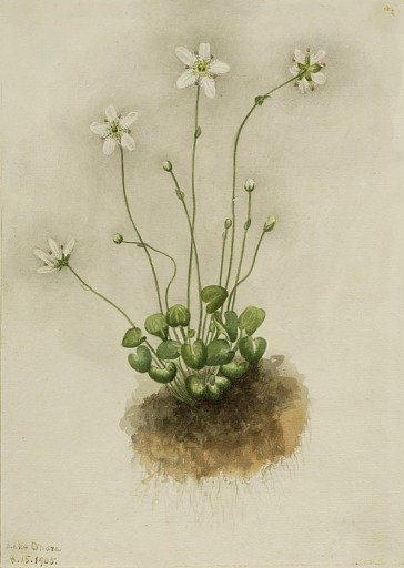 Fringed Parnassia (Parnassia fimbriata)