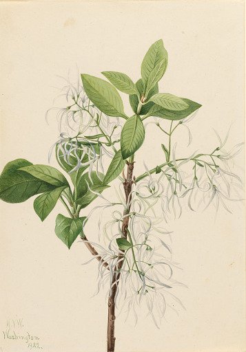 Fringe Tree (Chionanthus virginica)