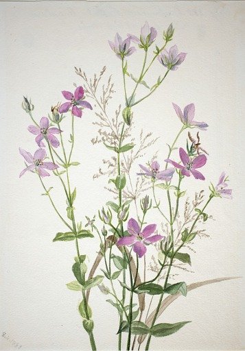 Gentianacease sabbalia angularis