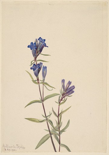 Gentian (Gentiana affinis)