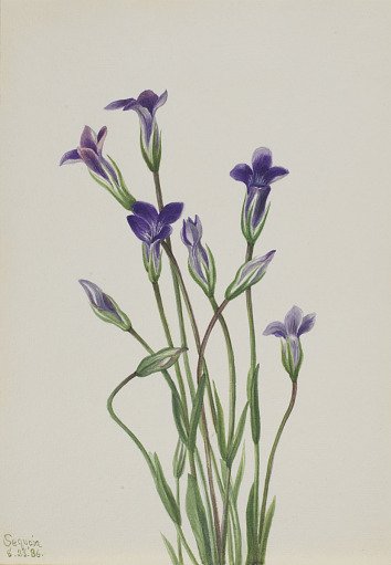 Gentian (Gentiana holopetala)