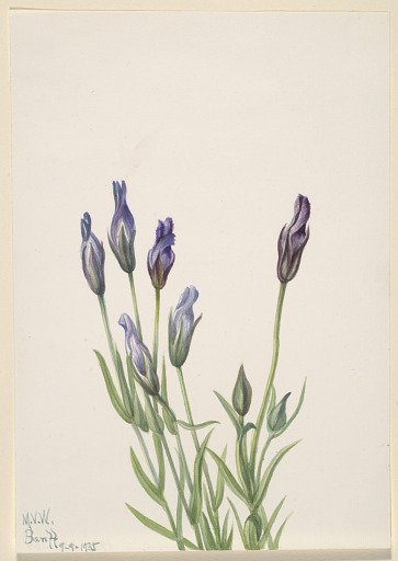 Gentian (Gentiana macounii)