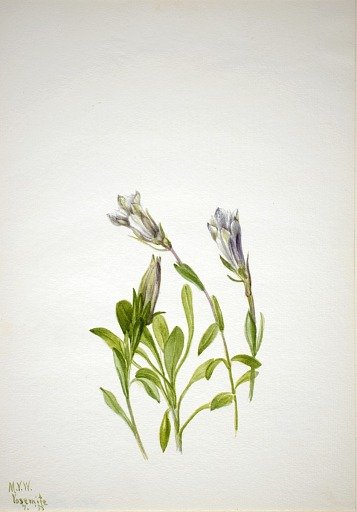 Gentian (Gentiana newberri)