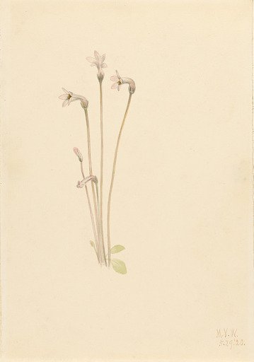 Ghostpipe (Thalesia uniflora)