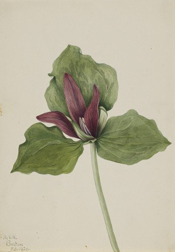 Giant Trillium (Trillium chloropetalum)