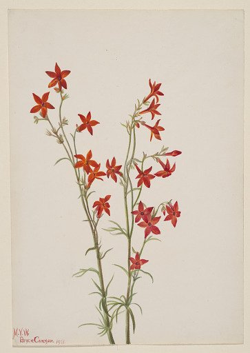 Gilia arizonica