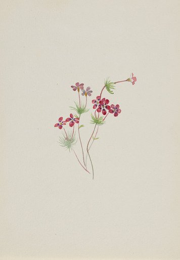 Gilia linanthus parviflorus