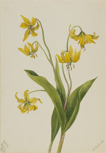 Glacierlily (Erythronium grandiflorum)
