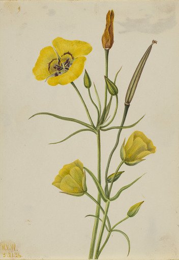 Goldenbowl Mariposa (Calochortus claratus)
