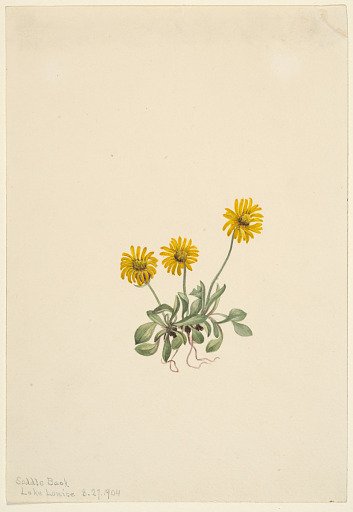 Golden Fleabane (Erigeron aureus)