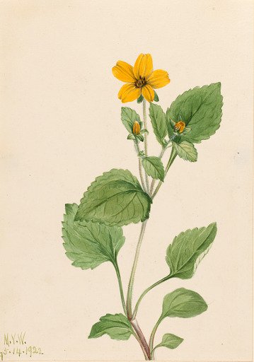 Golden Star (Chrysogonum virginianum)