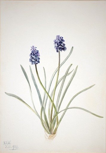 Grape Hyacinth (Muscari racemosum)