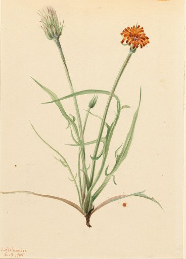 Grassleaf Agoseris (Agoseris graminifolia)